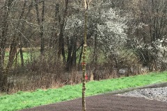 Baum6-2