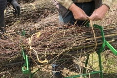 Schanzenbinden mit dem AK Langholdinghausen_3